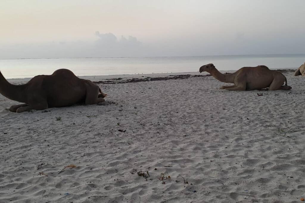 Cowrie Beach Haven Studio Mombasa Exterior photo